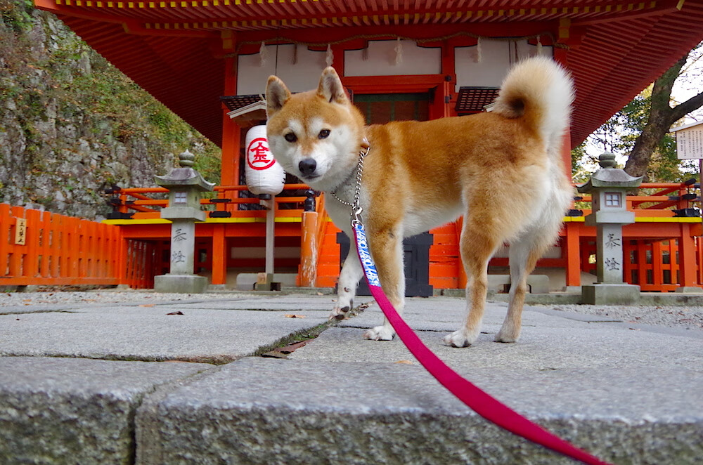 世界排球联赛中国男排小组逆转晋级,世界排球联赛中国男排小组逆转晋级名单